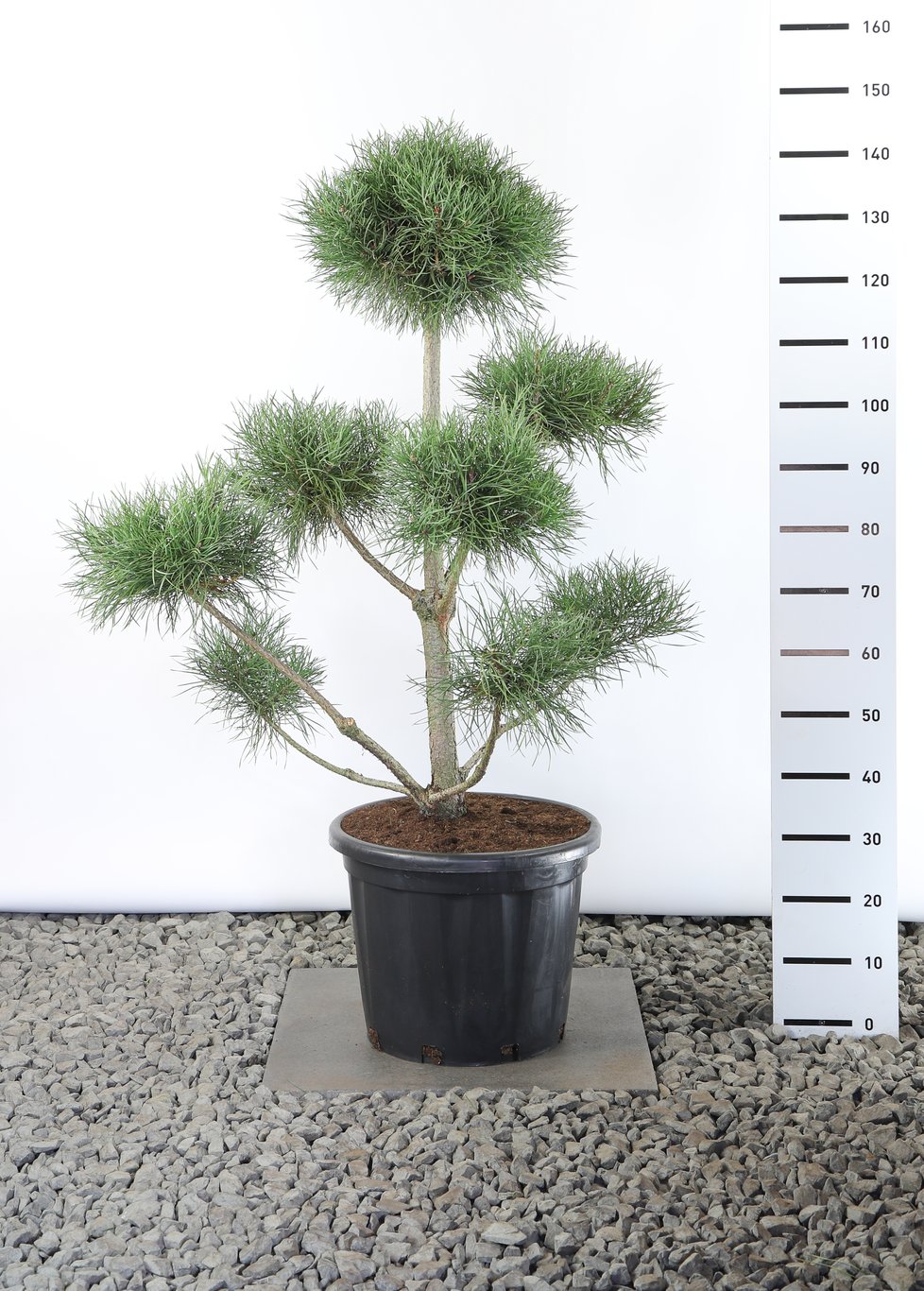 Pinus sylvestris - 100-125 CM Multiplateau EXTRA in Cont.